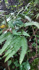 Dicranopteris