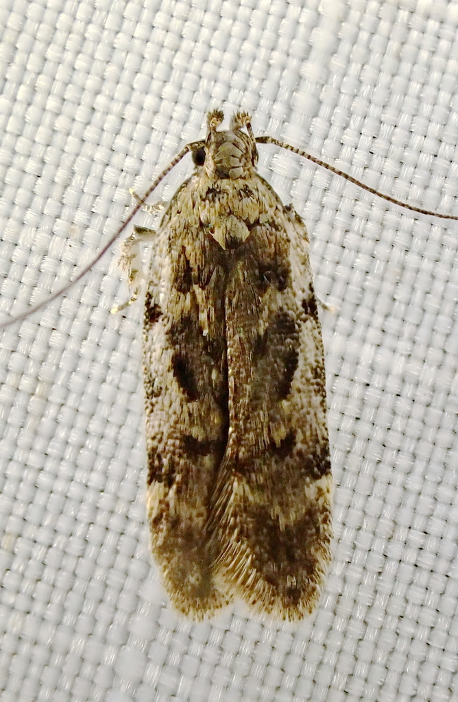 Chionodes from Chesterfield County, VA, USA on July 28, 2023 at 1237