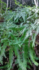 Dicranopteris