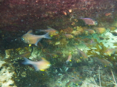 Pempheris multiradiata
