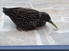 Pardirallus maculatus