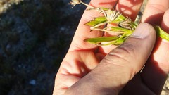 Dimorphotheca acutifolia
