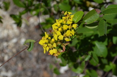 Stigmaphyllon emarginatum