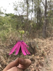 Passiflora reflexiflora