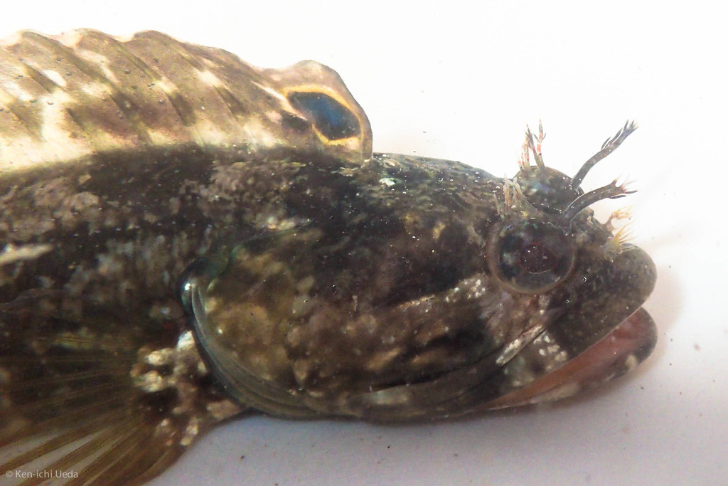 One-Spot Fringehead