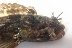 Neoclinus uninotatus