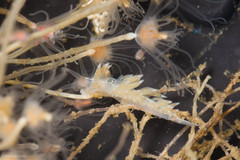 Coryphella cooperi