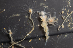 Coryphella cooperi