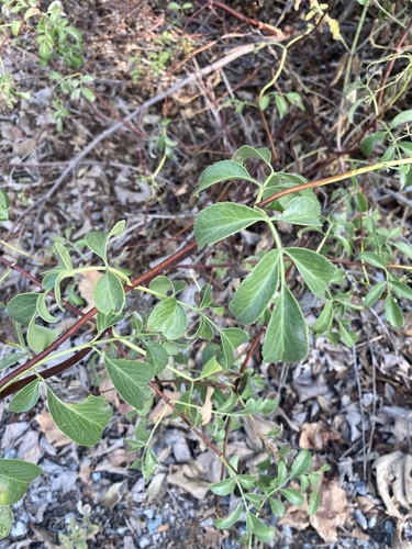 iNaturalist observation photo of blue elder