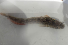 Neoclinus uninotatus