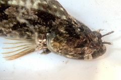 Neoclinus uninotatus