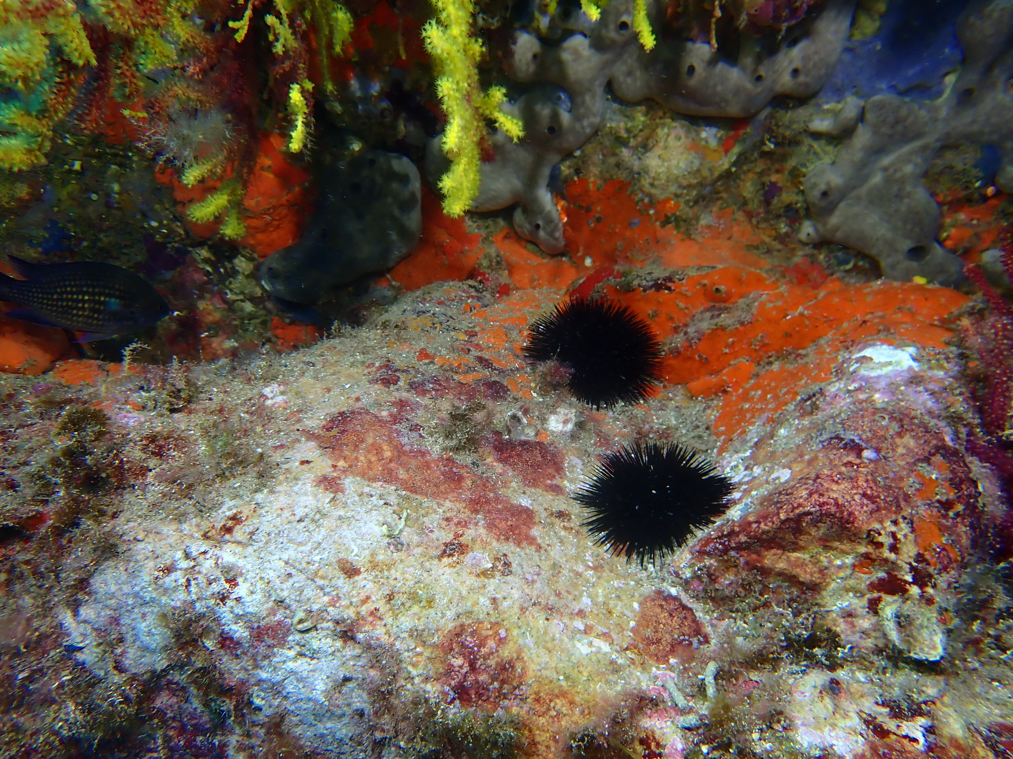 Arbacia lixula