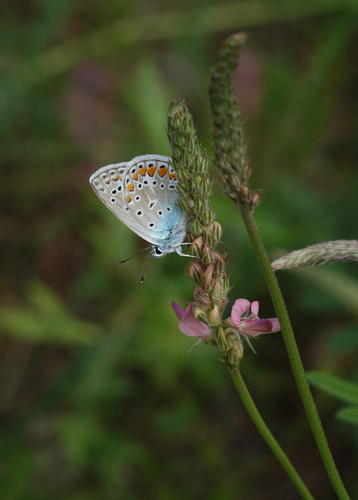 Amanda´s Blue
