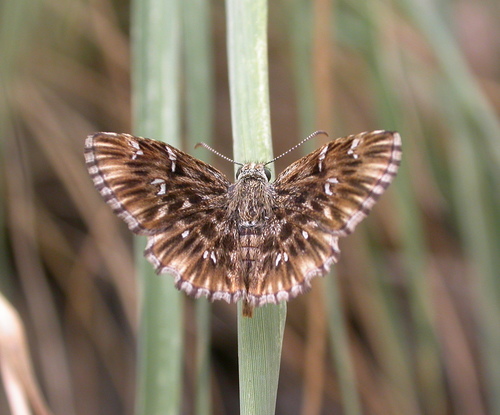 Common Streaky-Skipper photo 3