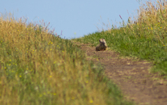 Spermophilus erythrogenys