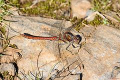Sympetrum nigrifemur
