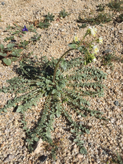 Chylismia claviformis aurantiaca