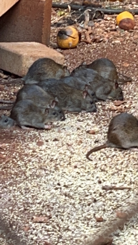 Rattus norvegicus observed 2023-07-28