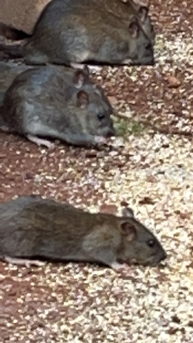 Rattus norvegicus observed 2023-07-28