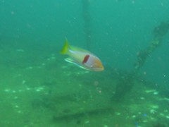 Pseudanthias rubrizonatus