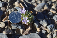 Langloisia setosissima