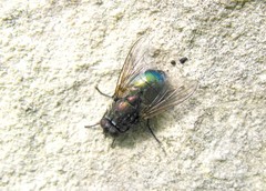 Eudasyphora cyanella