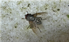 Helina evecta