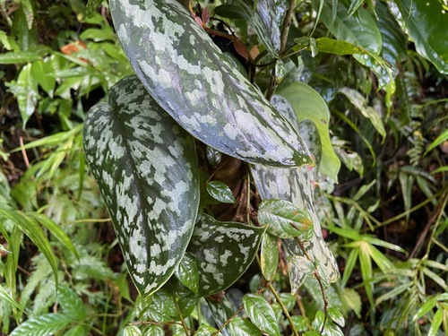 Scindapsus pictus