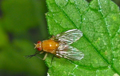 Phaonia pallida