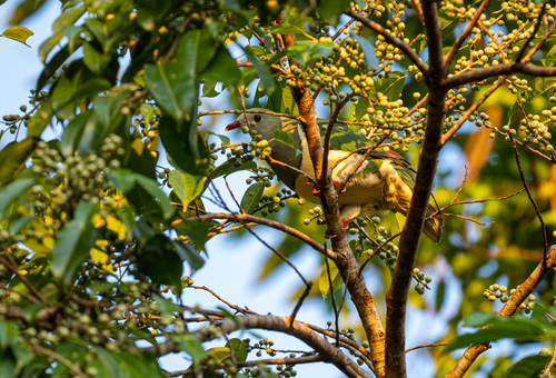 Cream-breasted Fruit Dove (Ramphiculus merrilli), photo 8