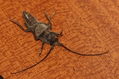 Crinarnoldius maculatus