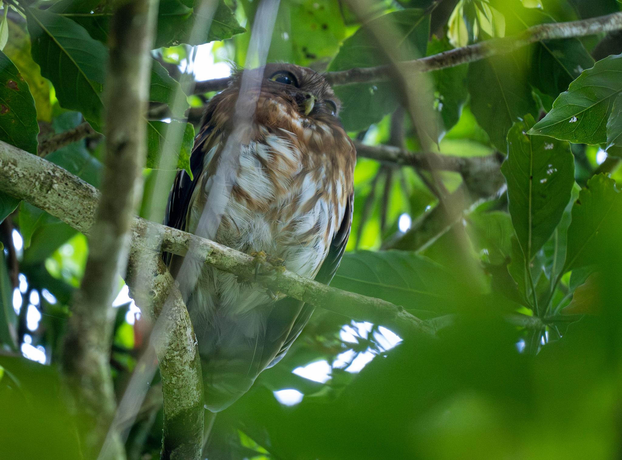 Luzon Boobook (Ninox philippensis), photo 9
