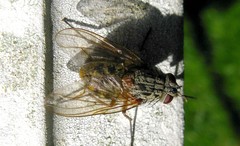 Phaonia valida
