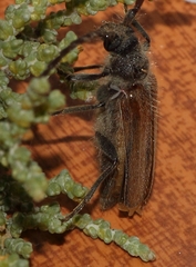 Crinarnoldius maculatus