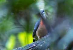 Luzon Bleeding-Heart photo 2