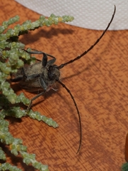 Crinarnoldius maculatus