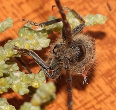 Crinarnoldius maculatus