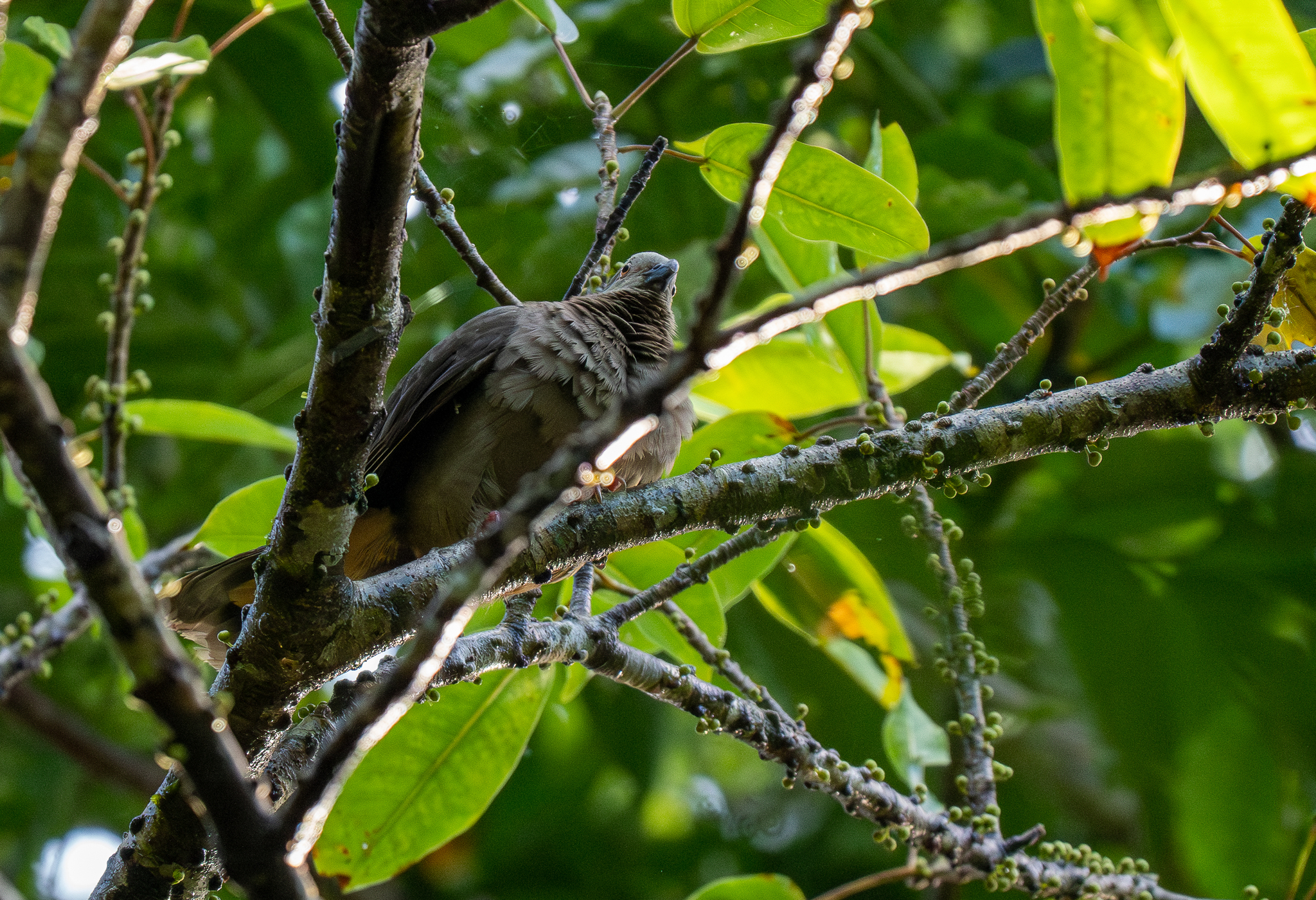 Amethyst Brown Dove (Phapitreron amethystinus), photo 5