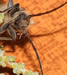 Crinarnoldius maculatus