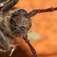 Crinarnoldius maculatus