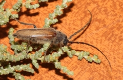 Crinarnoldius maculatus