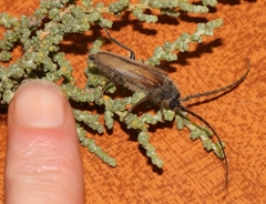 Crinarnoldius maculatus