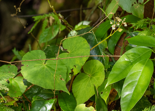 Begonia mindorensis observed 2023-05-13