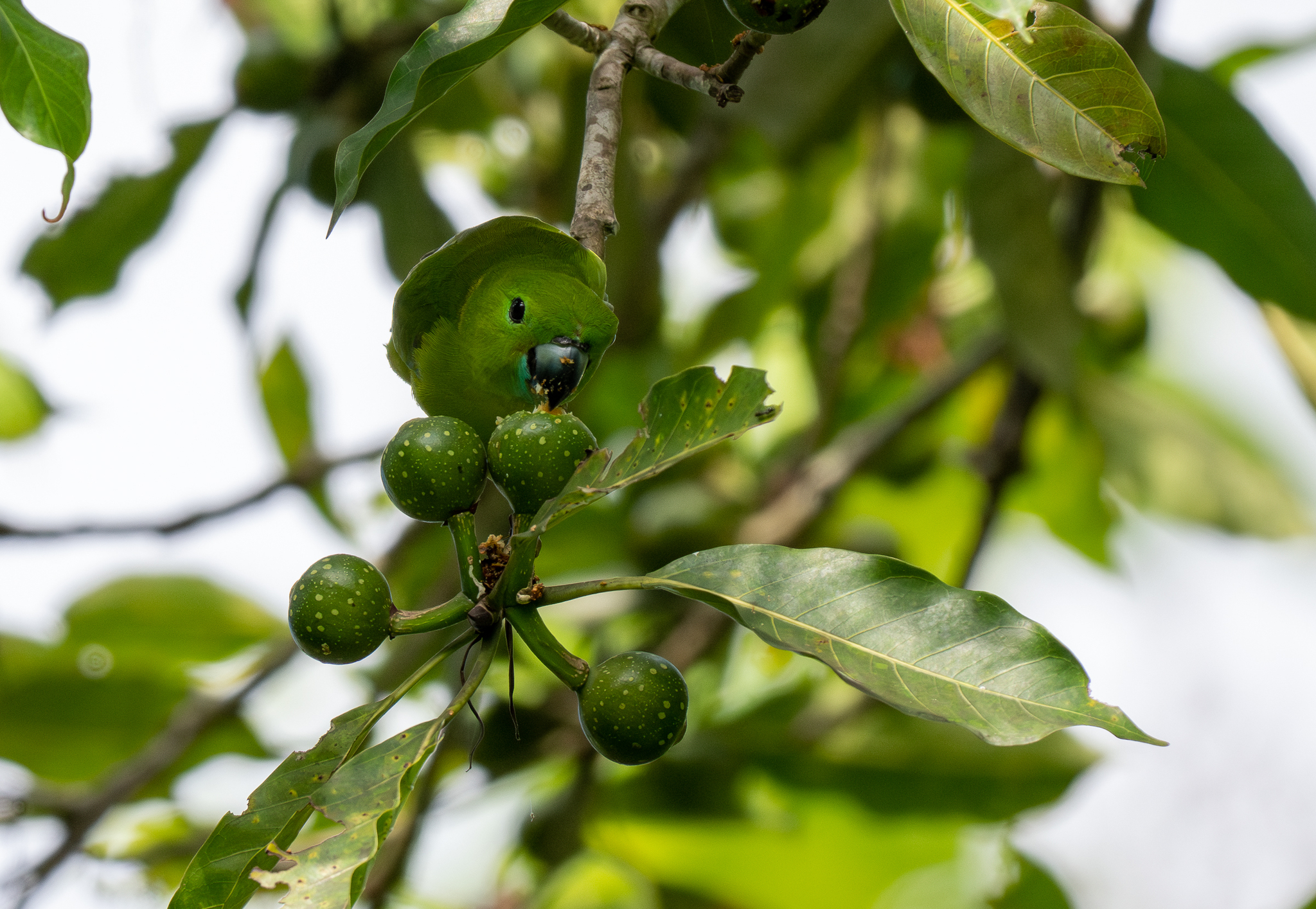 Guaiabero (Bolbopsittacus lunulatus), photo 4