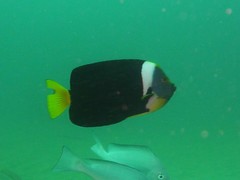 Chaetodontoplus meredithi