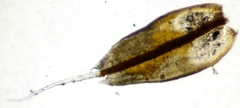 Syntrichia caninervis