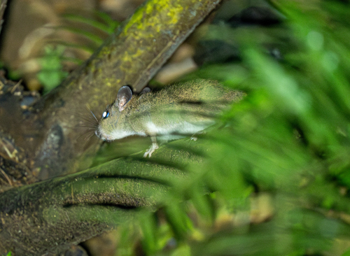 Philippine Forest Rat