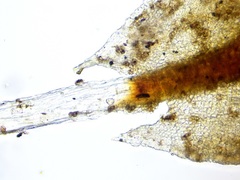 Syntrichia caninervis