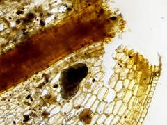 Syntrichia caninervis