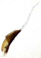 Syntrichia caninervis